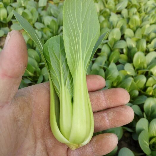 曹县上海青 8 ~10cm 