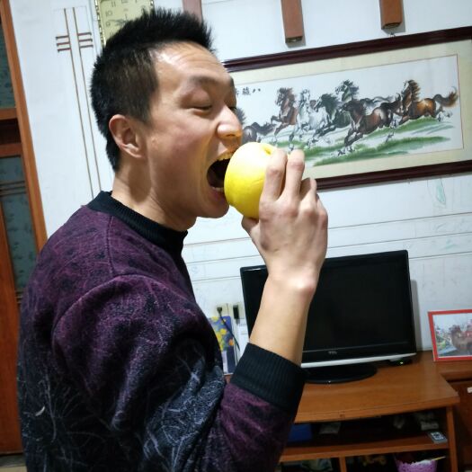 泰安红富士苹果苗 1.5~2米 
