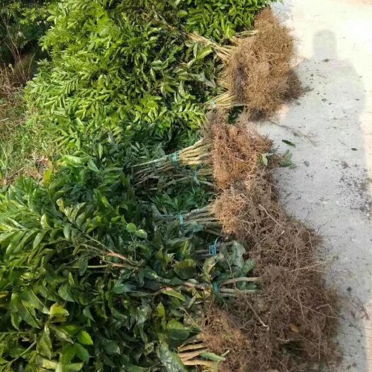 郁南县甜黄皮 