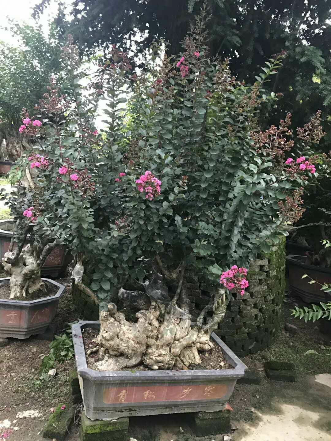 紫叶紫薇 