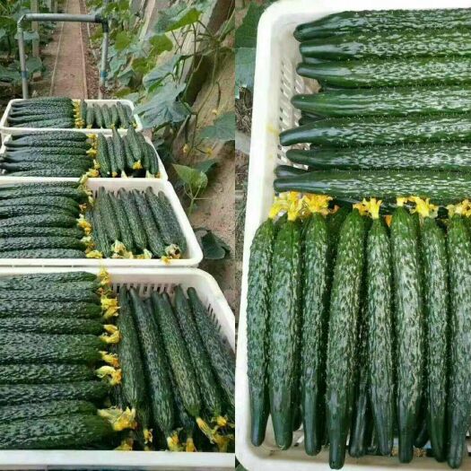 寿光市乾德777 杂交种 ≥85% 