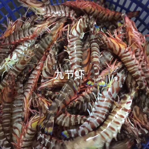 惠来县九节虾 