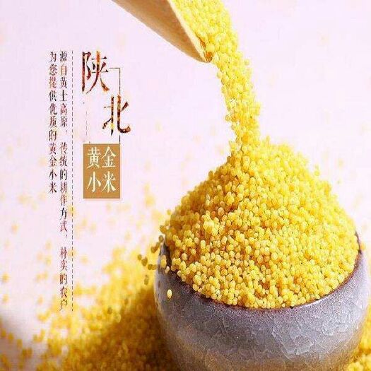 清涧县香谷小米 