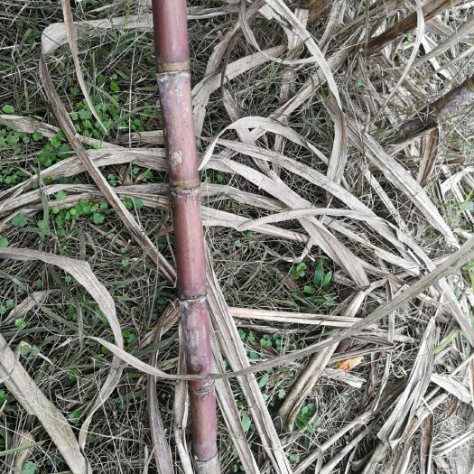 合江县红甘蔗 3 - 4cm 2 - 2.5m 