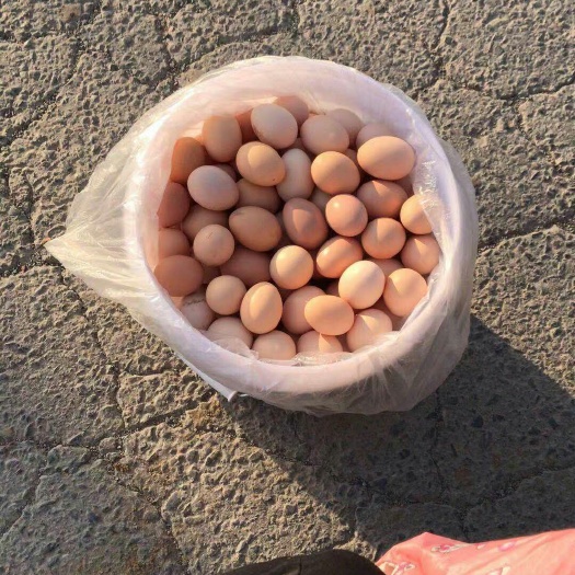 睢宁县土鸡蛋 食用 箱装 