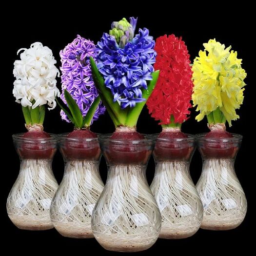 宿迁风信子种球 荷兰花水培植物套装水养土培室内外耐寒洋水仙种子花