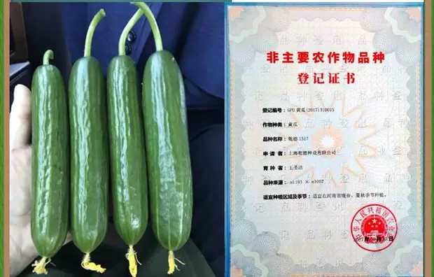 乾徳1517黄瓜种子  乾德1517   无刺水果黄瓜种子