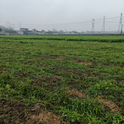 眉山白芹 60cm以上 0.5斤以下 露天种植 
