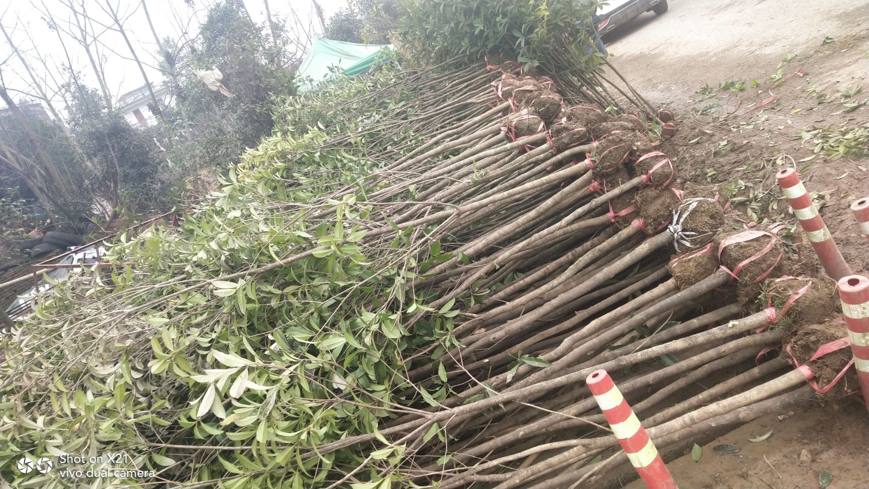 丹桂 优质产品，花期长特香，各种规格齐全，欢迎下单订购