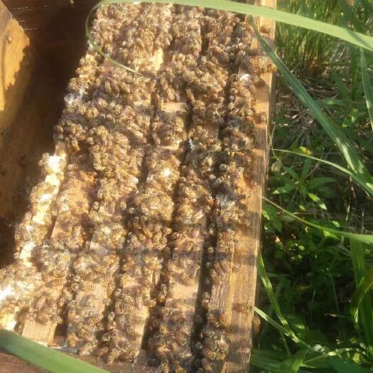 深圳土蜂蜜 假一赔百
