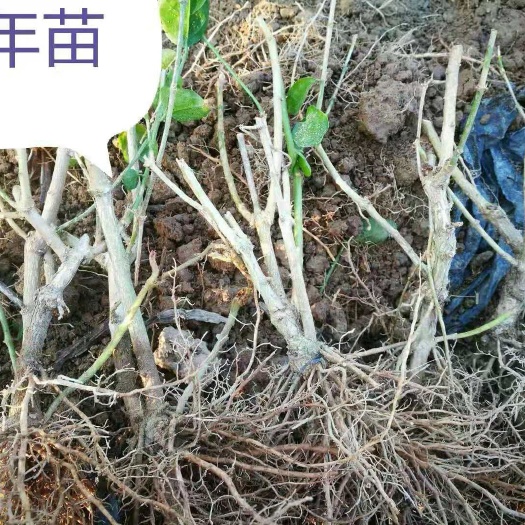 横州市双瓣茉莉   茉莉花苗 茉莉花2年苗 广西横县鸿运茉莉基地直批白色