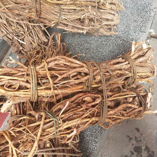 连南县新鲜五指毛桃，不是种植的