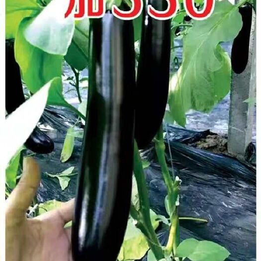 青岛茄子种子  长茄种子   乾德550