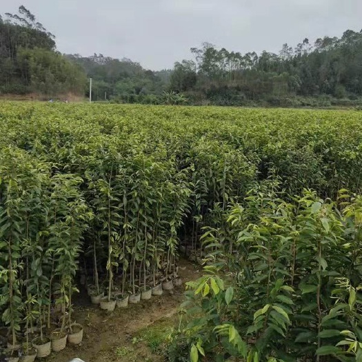 茂名奇楠沉香树 奇楠沉香大量供应奇楠