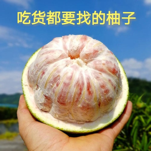 灵山县翡翠青柚，双季挂果