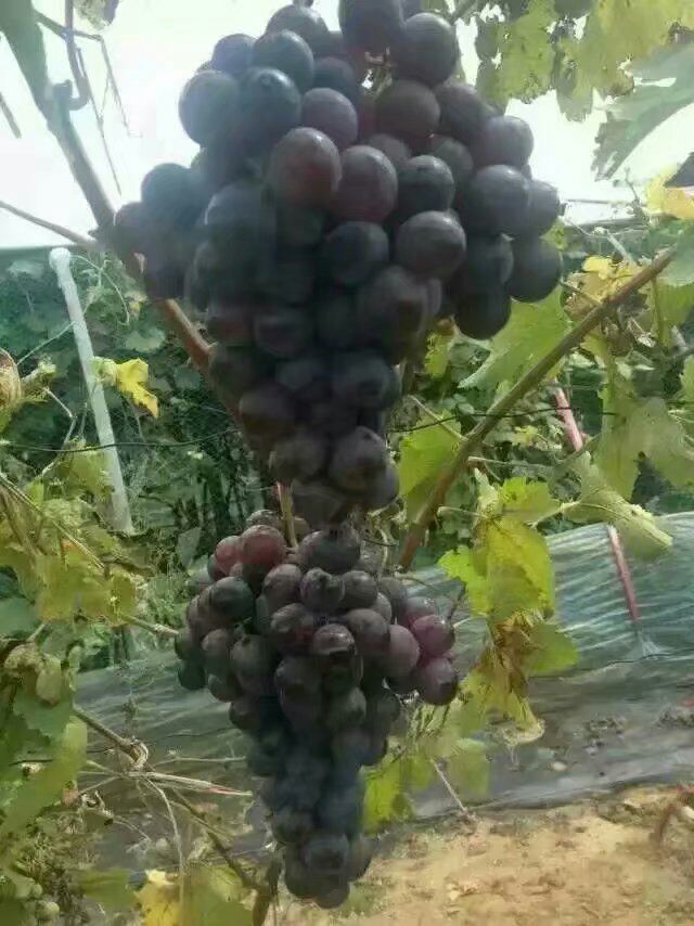 户太八号葡萄苗 
