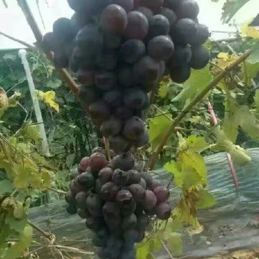 绛县户太八号葡萄苗 