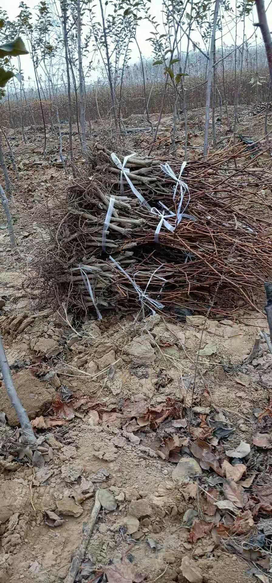 户太八号葡萄苗 