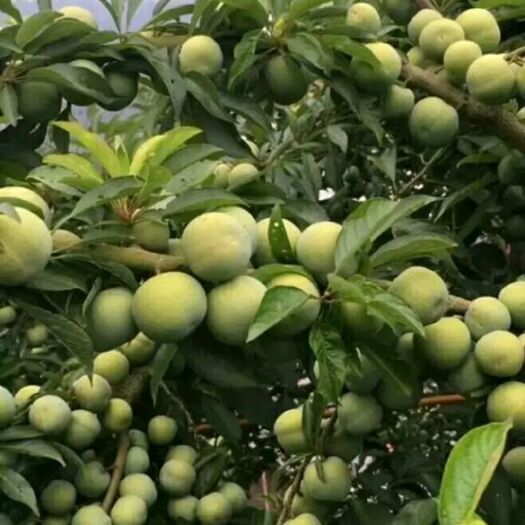简阳市脆红李苗