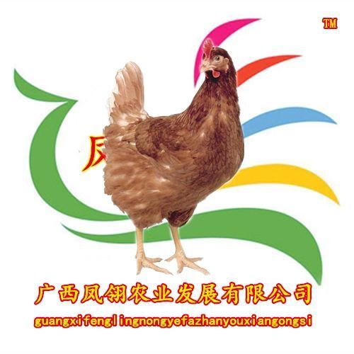 南宁海兰褐蛋鸡苗 