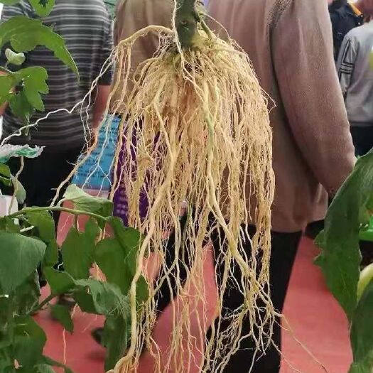 乾德番茄砧木  乾德番砧     嫁接番茄專用砧木種子