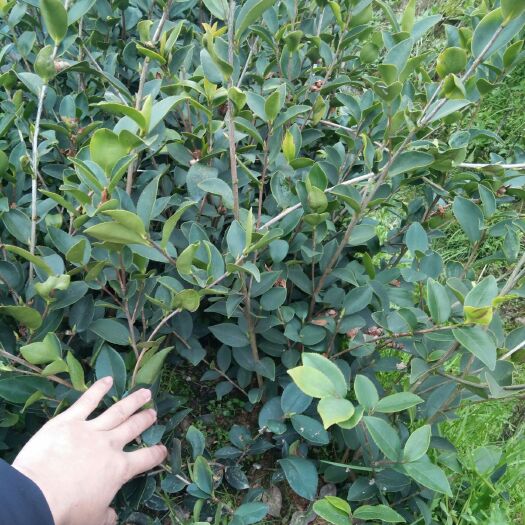 宜春油茶苗 