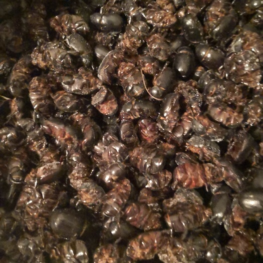 天津油克郎，金龟子，瞎撞，高蛋白昆虫