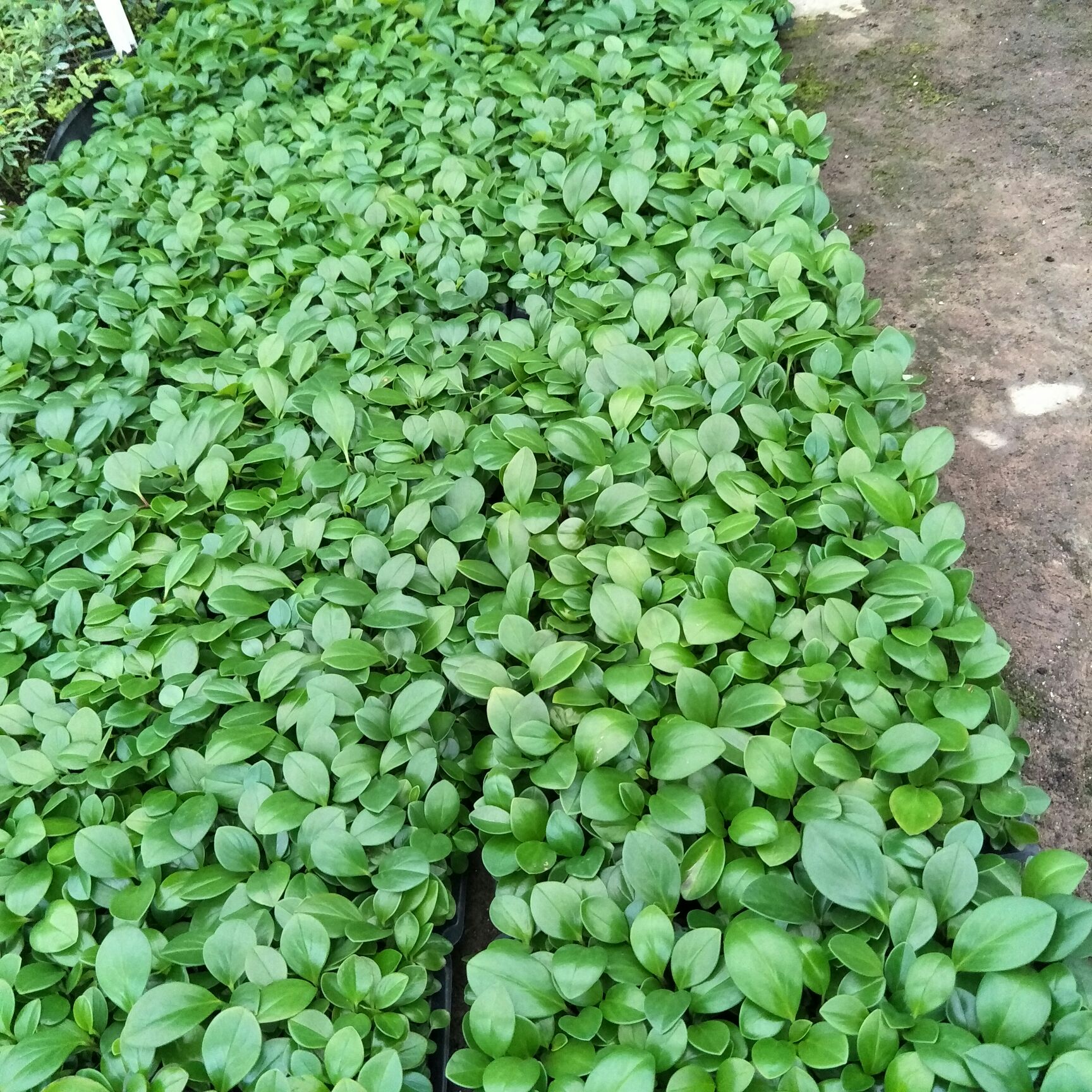 碧玉盆栽  碧玉豆瓣绿椒草种苗室内办公桌面观叶花卉绿植