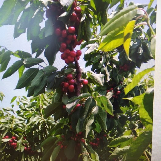 青岛 樱桃5月中旬成熟，分六个品种，需要的朋友提前联系