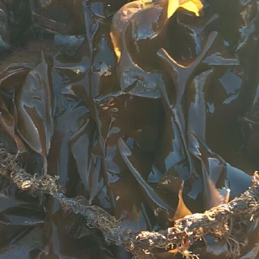 大连自家养殖，海带季节