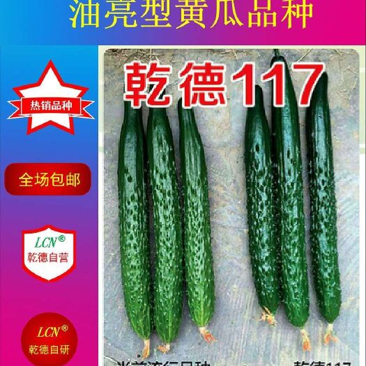 寿光市乾德117黄瓜种子 杂交种 ≥97%