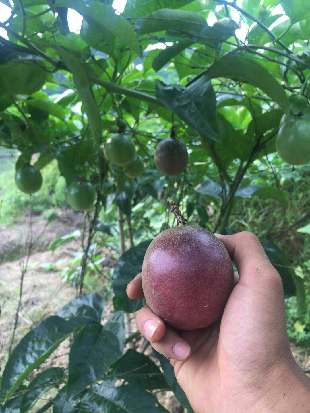 紫香百香果苗