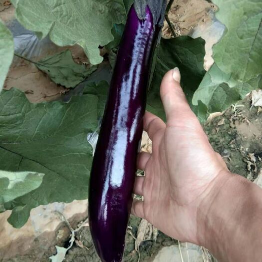 弥勒市紫冠茄子 30~40cm 长茄