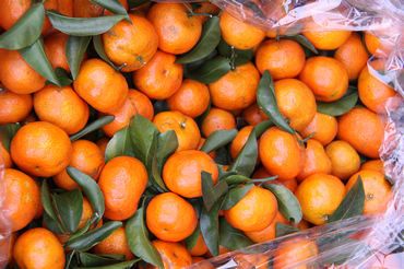 沙糖桔苗 嫁接苗 1~1.5米 