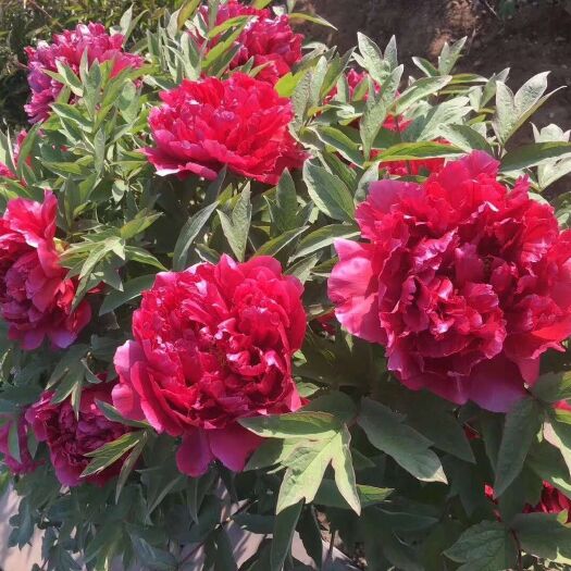 菏泽观赏牡丹 0.5米以下 2cm以下 4cm以下 