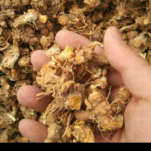 重庆市射干 