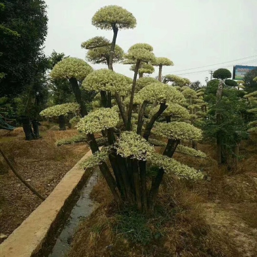浏阳市中叶罗汉松 金色的花木独有风情