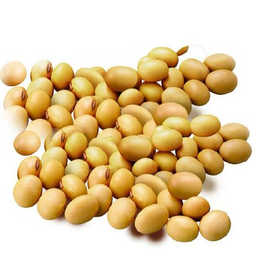 聊城黄大豆 生大豆 1等品 