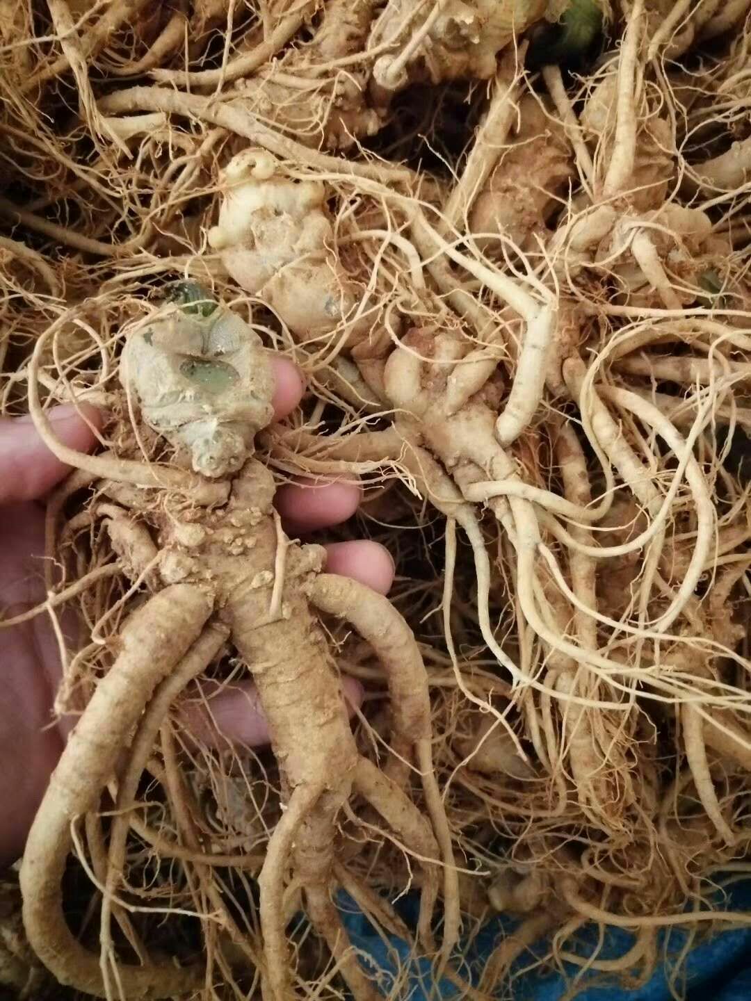 文三七 