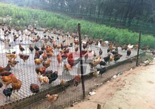 护栏网  荷兰网铁丝网围栏养殖网养鸡网栅栏护栏防护网钢丝网隔