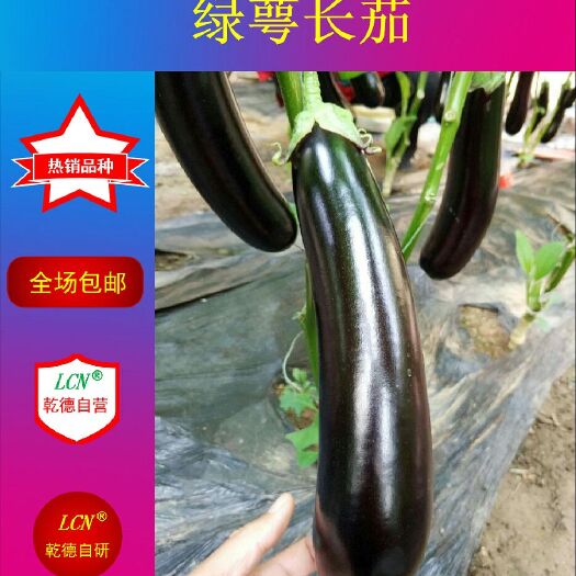 寿光市茄子种子 长茄 绿萼 乾德茄550