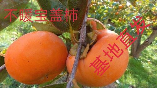 平邑县富有柿子苗 日本甜柿子包品种
