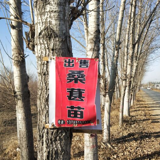 沧县黑珍珠桑树苗 