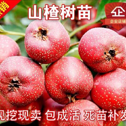 平邑县大金星山楂树苗 基地直销，现挖现卖，保成活，保品种。