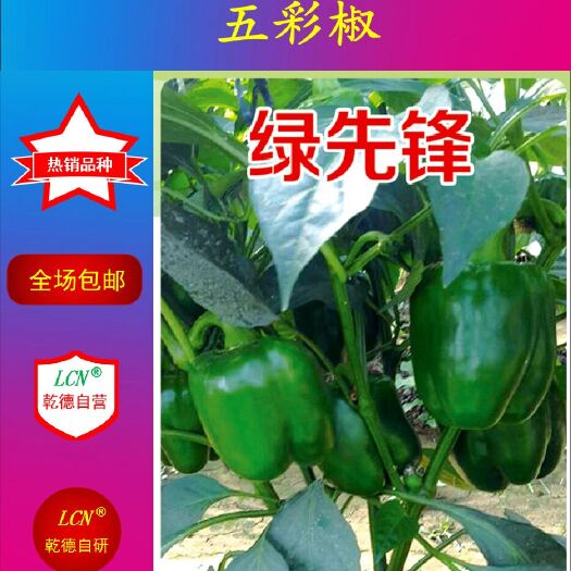 寿光市五彩椒乾德绿先锋 杂交种 ≥85%