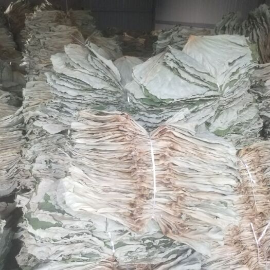 安新县荷叶 