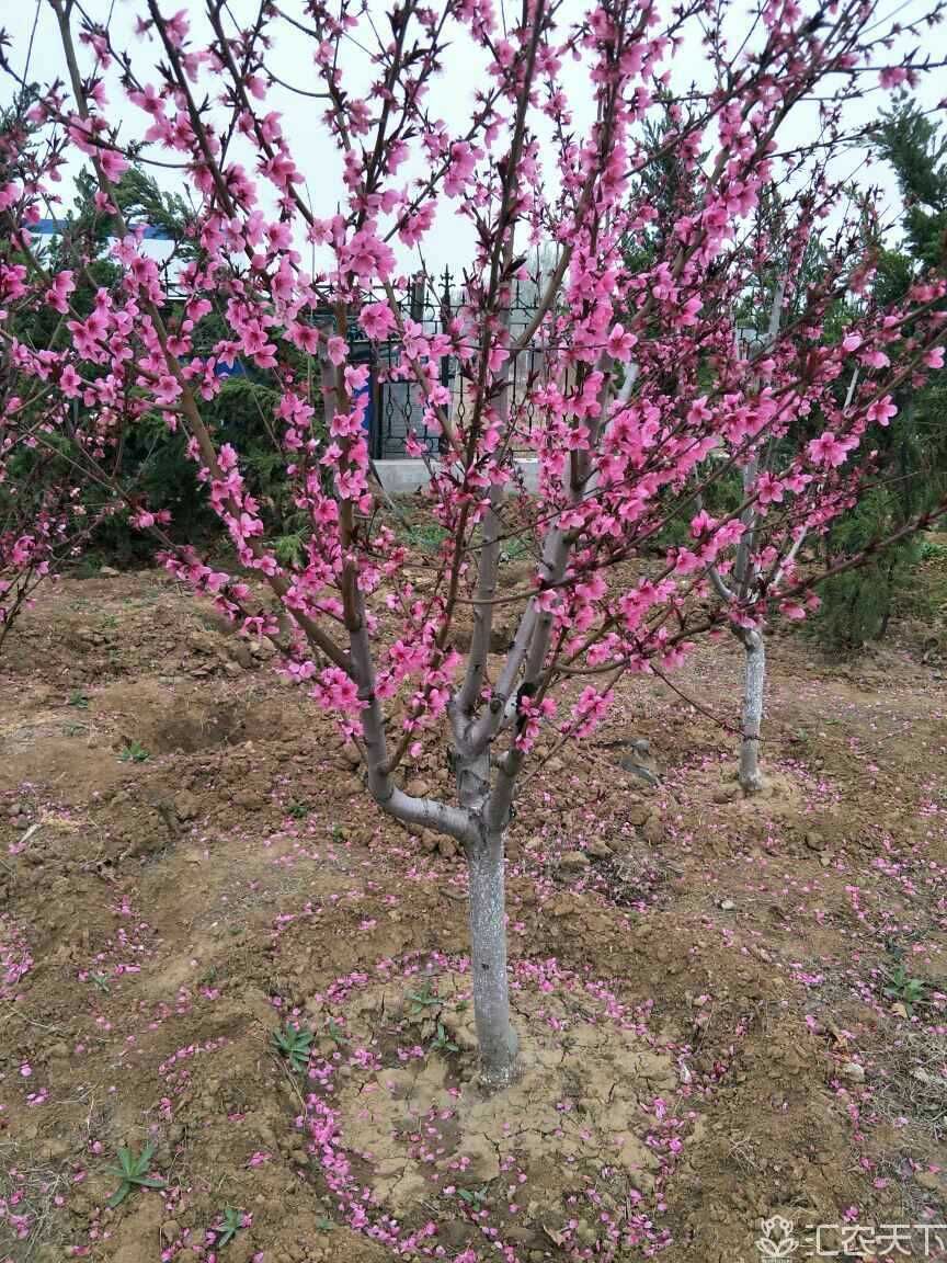 满天红碧桃苗