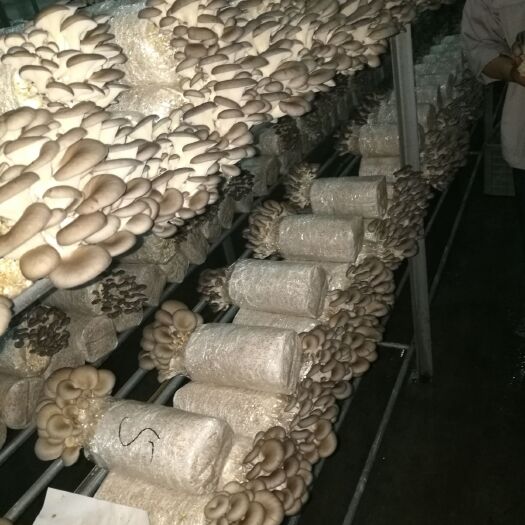 淄博平菇菌种