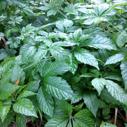 金秀县花草茶  绞股蓝