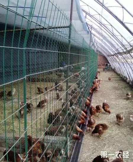 护栏网  荷兰网铁丝网围栏养殖网养鸡网栅栏护栏防护网钢丝网隔